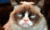Grumpy Cat станет героем рождественского кинофильма