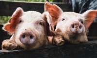 Huawei запустил проект по выращиванию свиней с использованием ИИ