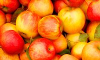 Импортные яблоки мешают российским садоводам