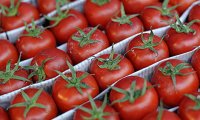 Импортозамещение на рынке помидоров идет усиленными темпами