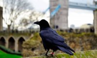 Из Тауэра исчезла королева воронов, а британцы вспоминают древнее пророчество