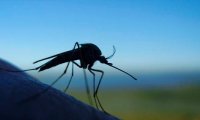 Из-за теплой зимы в России могут исчезнуть комары