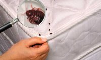 Как избавиться от клопов самостоятельно