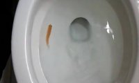 Канадцев просили не спускать рыбок в унитаз