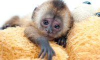 Капуцин плакса родился в Московском зоопарке‍