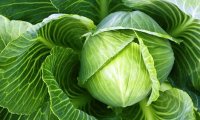 Капуста оказалась одним из лучших продуктов для борьбы с лишним весом
