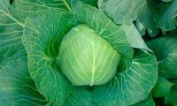 Капуста поможет продлить жизнь