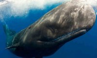 Кашалоты используют разные диалекты для общения 