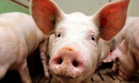 Китайские ученые впервые выделили вирус африканской чумы свиней