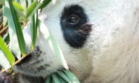 Китайские ученые заподозрили в пандах скрытых хищников