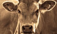 Когда антибиотики не помогают: коровы могут спровоцировать глобальную эпидемию