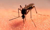 Комары принесли в Россию смертельные тропические лихорадки