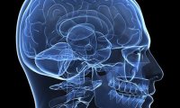 Компьютерный алгоритм сымитировал работу мозга