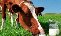 Коровье молоко необходимо детям для защиты от дефицита витамина D
