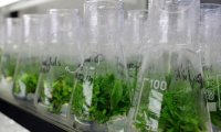 Красноярские учёные создали наночастицы, ускоряющие рост растений