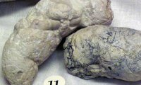 Крупнейшая коллекция окаменелых экскрементов побила все рекорды