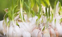 Кулинары вырастили «чеснок для поцелуев»  