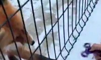 Лису в Челябинском зоопарке научили крутить спиннер