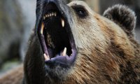 Медведица набросилась на девушку на съемках передачи «Про любовь»