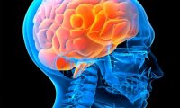 Миф о том, что люди используют лишь 10% мозга, развеян