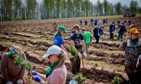 Миллионы деревьев посадят волонтеры
