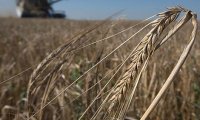 Минсельхоз повысил прогноз на рекордный урожай зерновых