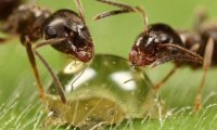 Муравьи не способны жить в одиночестве