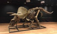 На аукционе в Париже был продан самый большой скелет трицератопса за €6,6 млн
