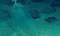 На дне Марианской впадины обнаружен пластиковый пакет‍