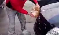 На Кубани мужчина мыл машину «тряпкой» из живого кота