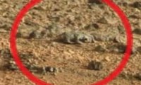 На Марсе обнаружен труп инопланетянина 