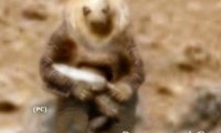 На Марсе обнаружен вооруженный инопланетный солдат