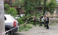 На мужчину упало огромное дерево