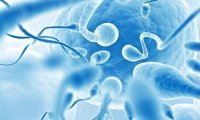 Найден ген, способный превратить сперматозоид в яйцеклетку