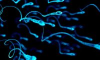 Найден способ лечить рак с помощью сперматозоидов‍