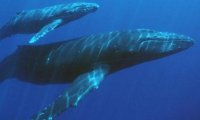 Науке стало известно, о чем говорят киты