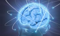 Названы самые вредоносные мифы о мозге