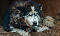 Ненапрасно ли хаски ждут еды и ласки? 