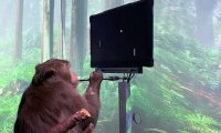 Neuralink Илона Маска показала обезьяну, играющую в видеоигры с помощью мозгового чипа