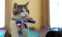 Новым сотрудником МИД Британии стал бездомный кот