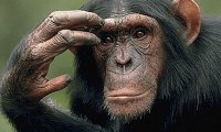 Обезьяны научились читать мысли человека