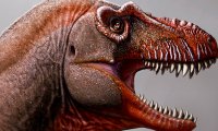 Обнаружен новый вид тираннозавра