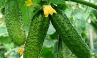 Огурец назвали идеальным продуктом для омоложения организма