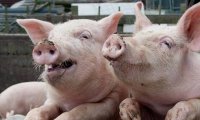 Оказалось, что свиньи умнее обезьян и собак