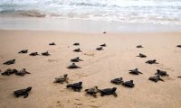 Определена причина массового бега черепах к воде