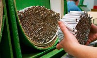 Падение производства сигарет в России превысило 22%