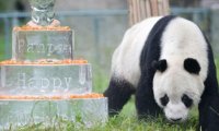 Панда-долгожитель отпраздновала юбилей 