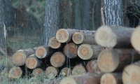 Передачу леса на обработку сделают прозрачной