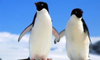 Пингвины предпочитают жить отдельно от партнера