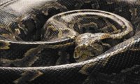 Питоны могут войти в меню во Флориде, если ученые подтвердят, что их можно безопасно употреблять в пищу